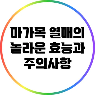 마가목 열매의 놀라운 효능과 주의사항